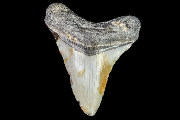 Juvenile Megalodon Tooth - Georgia #111626